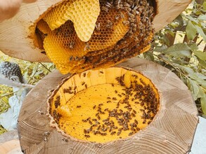 Beekeeping Janisch_ Beehive_Eastern Styria | © Imkerei Janisch