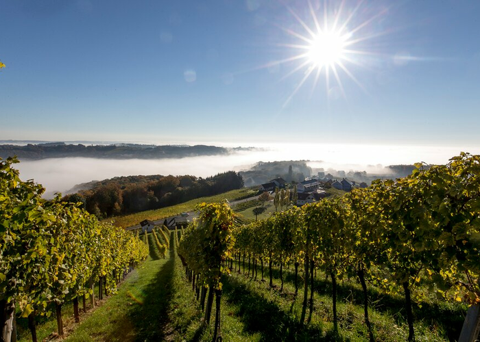 Blick auf den südoststeirischen Weingarten in Klöch | © Steiermark Tourismus | Tom Lamm