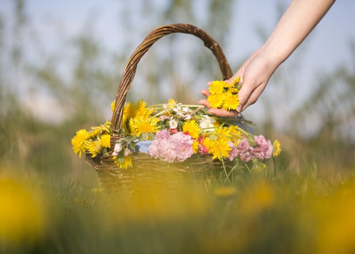 Flower basket with dandelions in eastern Styria | © TV Oststeiermark | Maria Rauchberger
