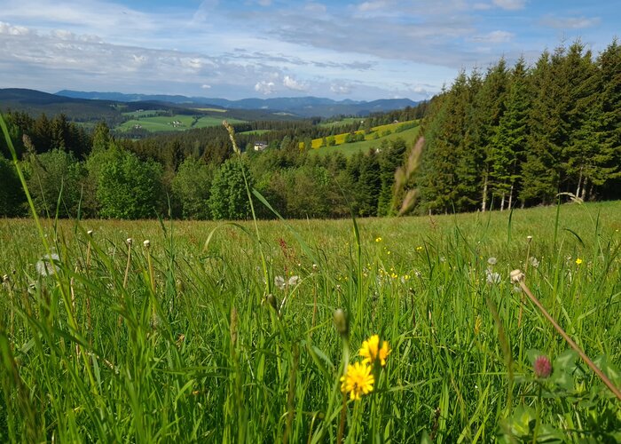 Frühling in der Region Joglland - Waldheimat in der Oststeiermark | © TV Oststeiermark | Birgit Kandlbauer