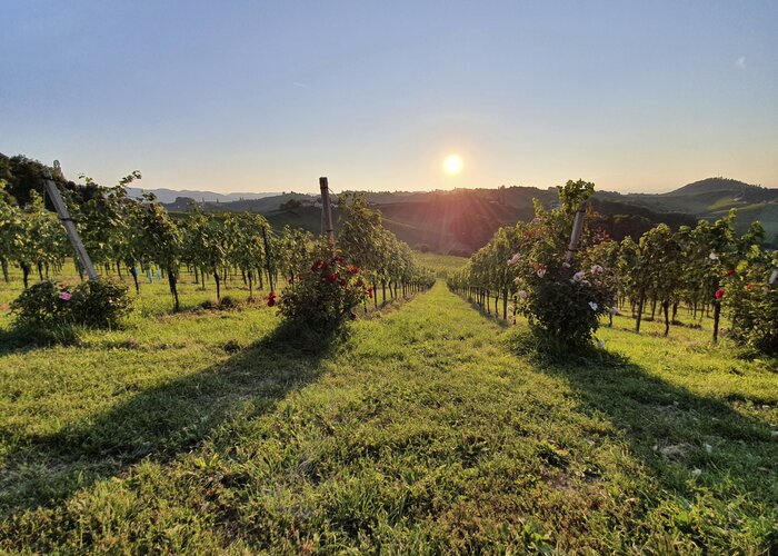 Sonnenuntergang am Weinberg beim Weingut Bullmann | © STG | Günther Steininger