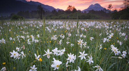Meadow with daffodils, close to nationalpark Gesäuse | © Steiermark Tourismus | Martin Hartmann