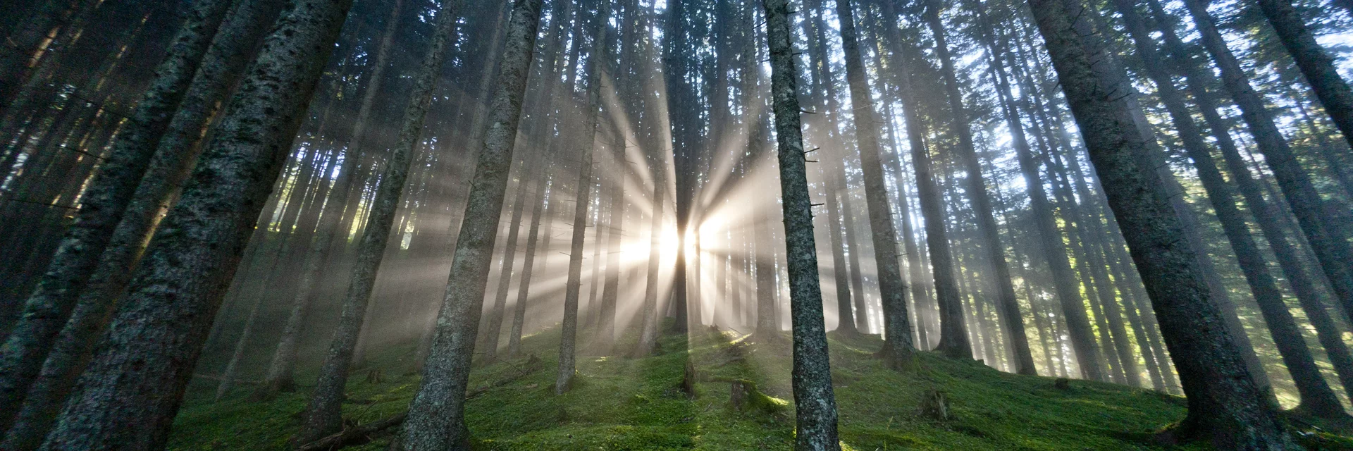 Die Steiermark - Das Grüne Herz Österreichs im UNO-Jahr der Wälder | © STG | Tom Lamm | Nur für Pressezwecke!
