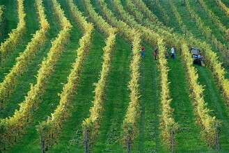 Buschenschank Ernst_wine harvest_Eastern Styria | © Tourismusverband Oststeiermark