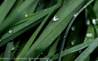 Symbolfoto Gras | © TVB Ausserland Salzkammergut_Jacqueline Korber