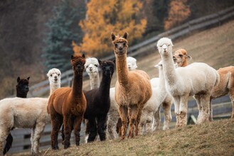 Hohenkogl Alpacas_Alpaca Group_Eastern Styria  | © Hohenkogl Alpakas_Simages Photography