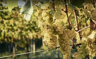 Weingartmann Wines_grapes_Eastern Styria | © Weingartmann Weine