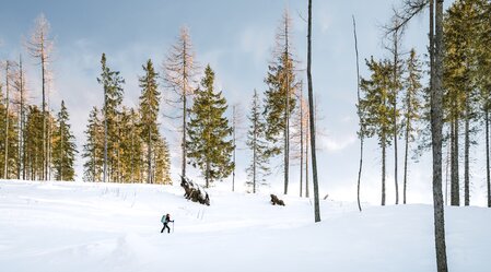 Snowshoe walking along the Lahngang | © TV Gesäuse | Christoph Lukas