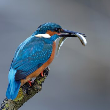 Eisvogel mit Fisch im Maul | © NP Gesäuse | Toni Kerschbaumer