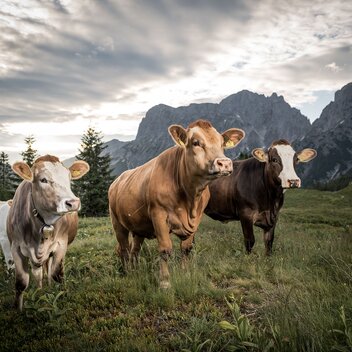 Glückliche Kühe im Gesäuse | www.stefanleitner.com | © Stefan Leitner