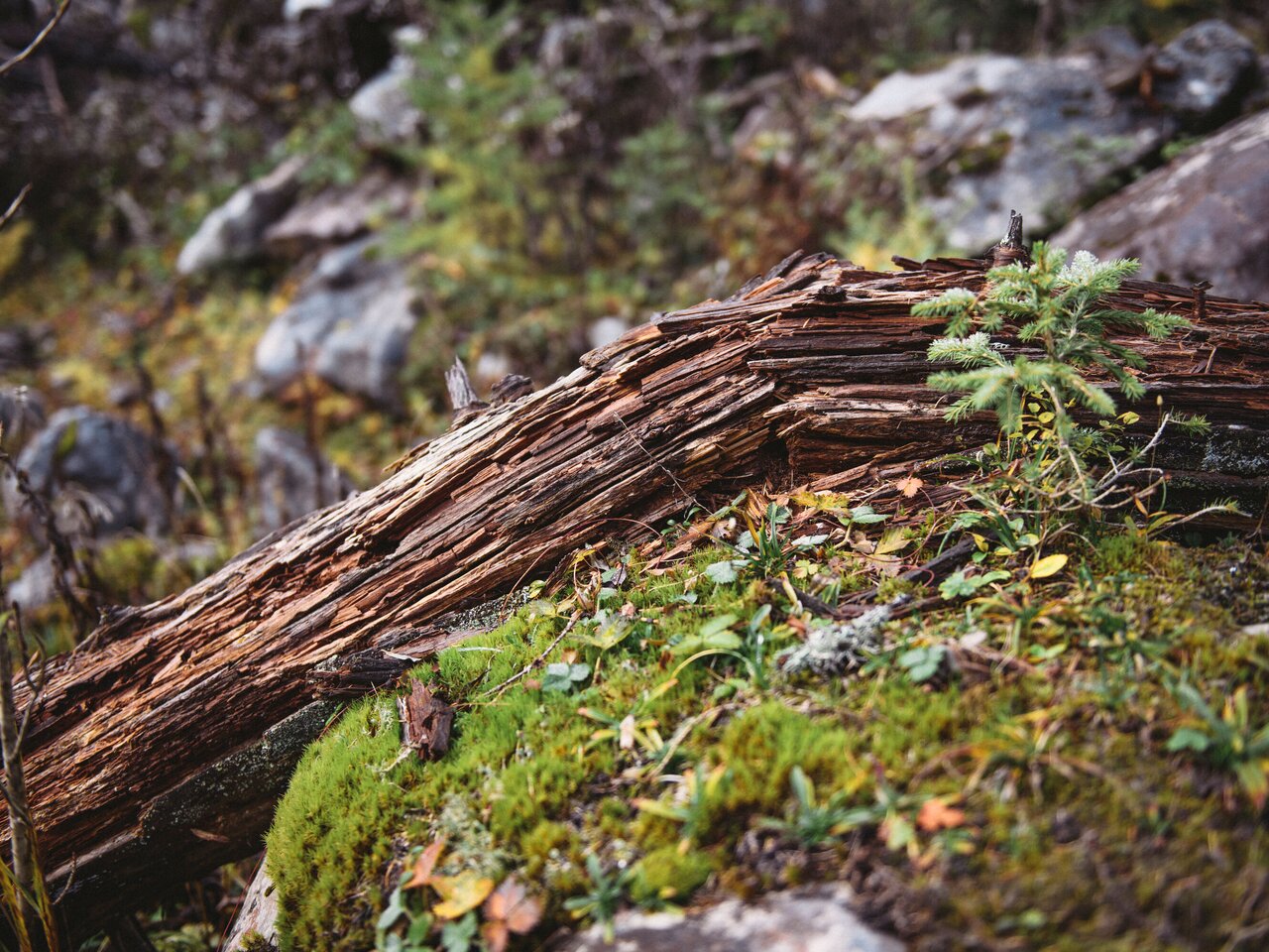 Nationalpark Gesäuse 2019_c-Stefan Leitner_Gesaeuse_79 | © stefanleitner.com | Stefan Leitner