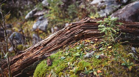 Nationalpark Gesäuse 2019_c-Stefan Leitner_Gesaeuse_79 | © stefanleitner.com | Stefan Leitner