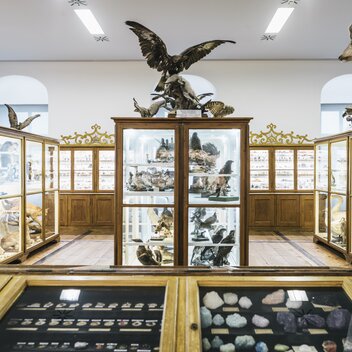 Natural History Museum I Admont Abbey I Gesäuse | © TV Gesäuse | Stefan Leitner