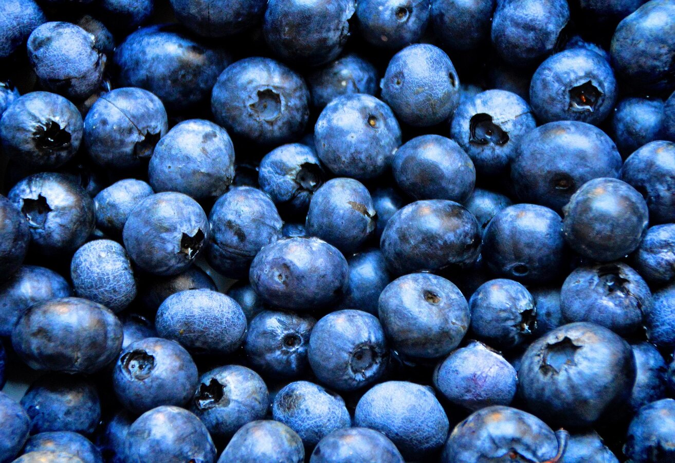 Heidelbeeren I Gesäuse