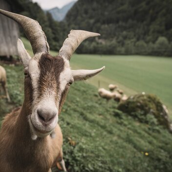 Welcome to the farm in Landl I Gesäuse | © Stefan Leitner |  