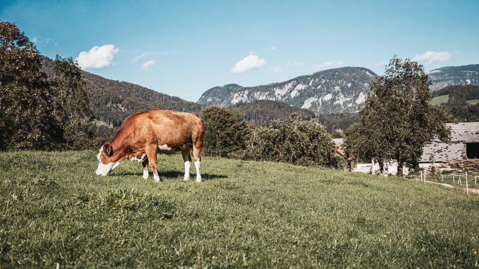 © thomassattler.at