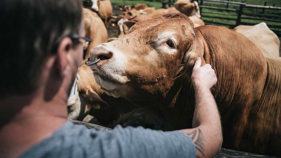 Limousin: Ein Stier wie wir! | © stefanleitner.com |  