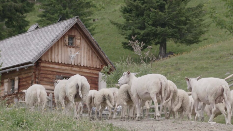 Schafe auf der Forchneralm in den Haller Mauern | Herbert Woelger