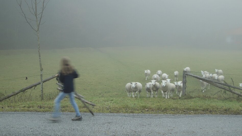 Schafe: Herbstliche Hofweide