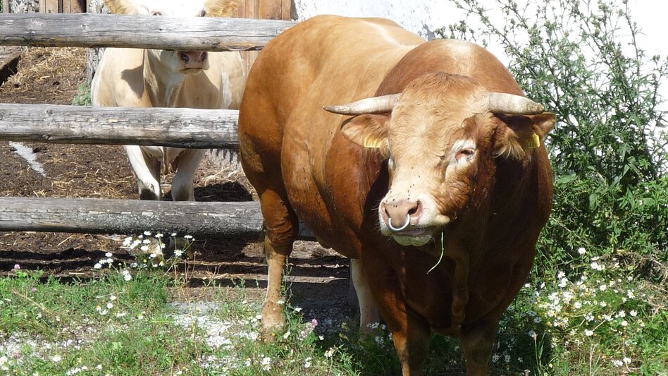 Limousin: Der Muskelmann