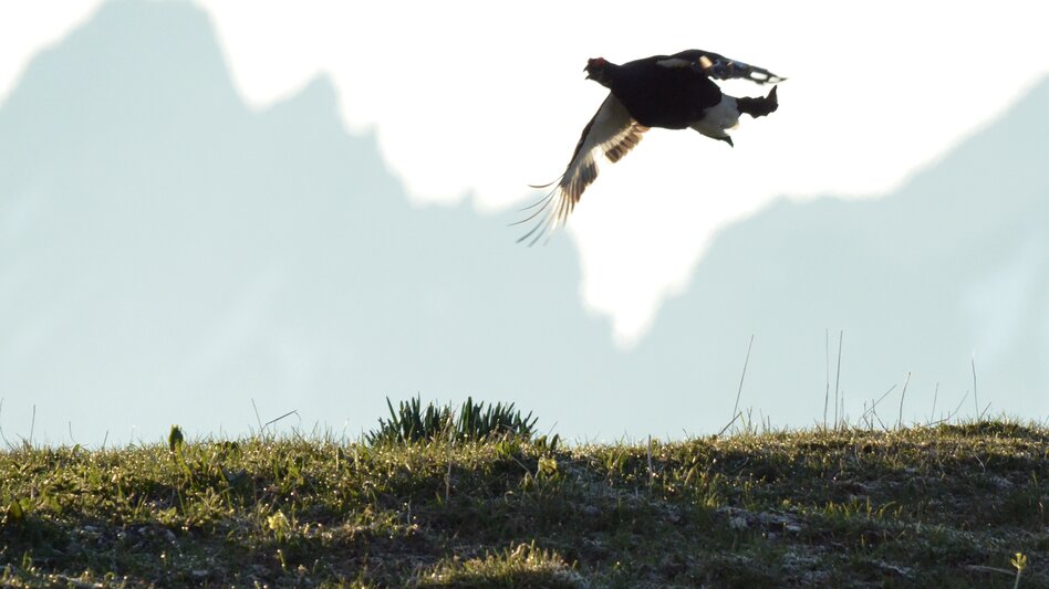 Birkwild auf der Alm | ©                                                        |                                     