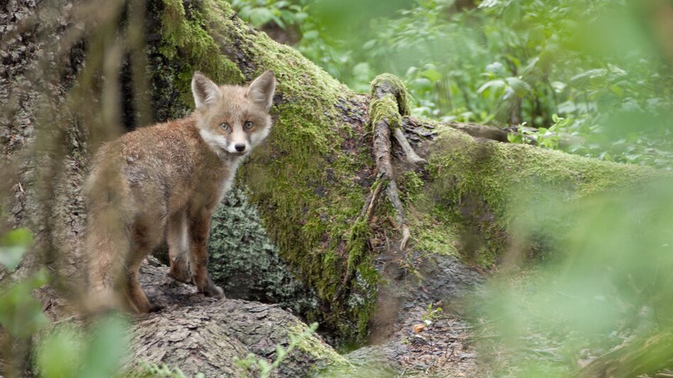 Fuchs