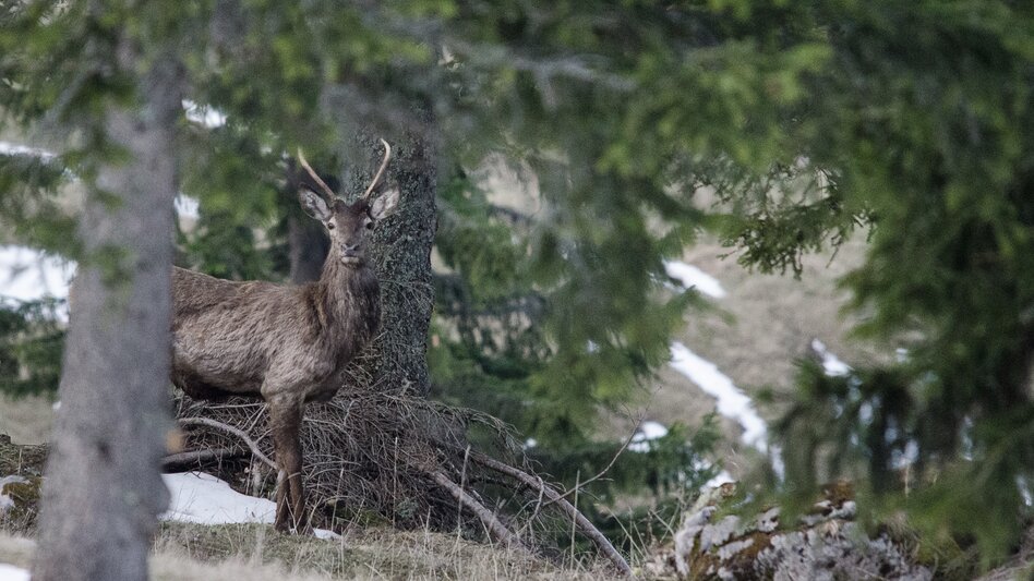 Hirsch in freier Wildbahn