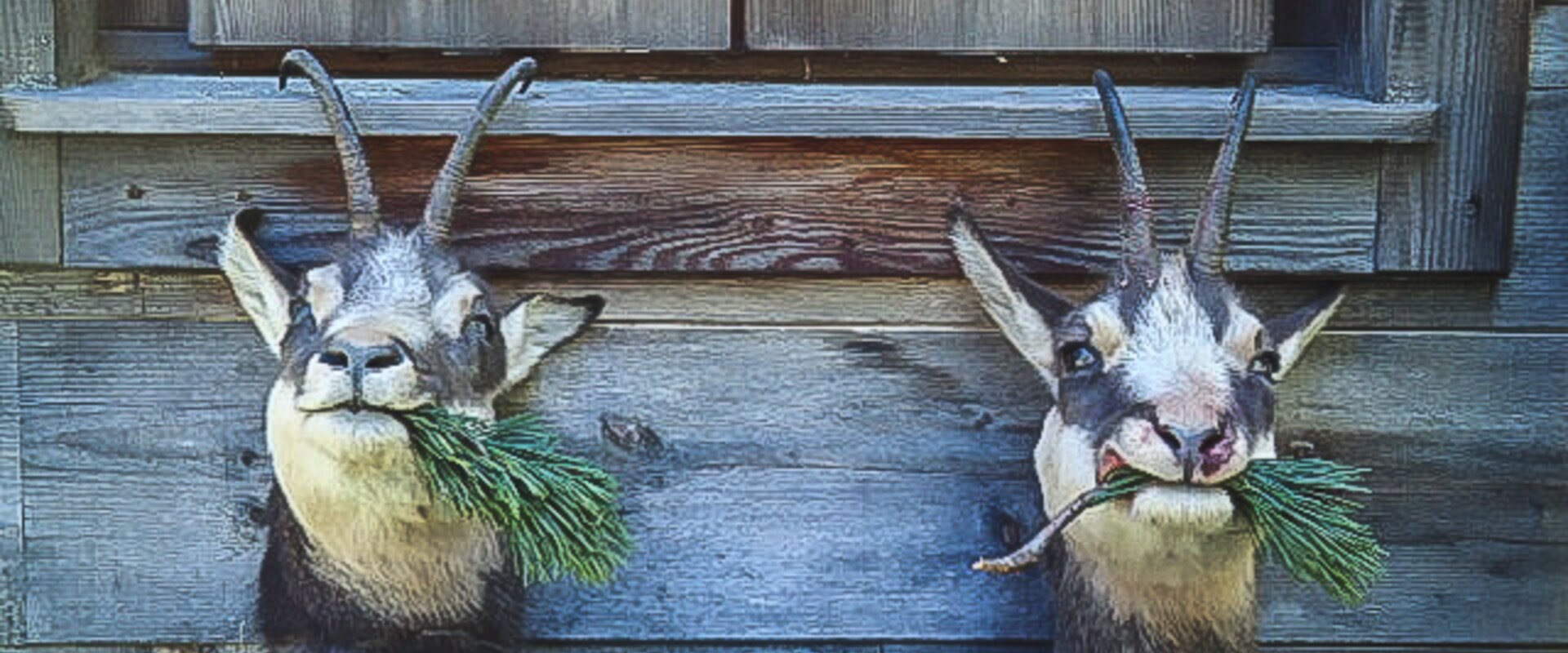 Venison from the surrounding forests | © Gasthof Schnabl | Simone Graf