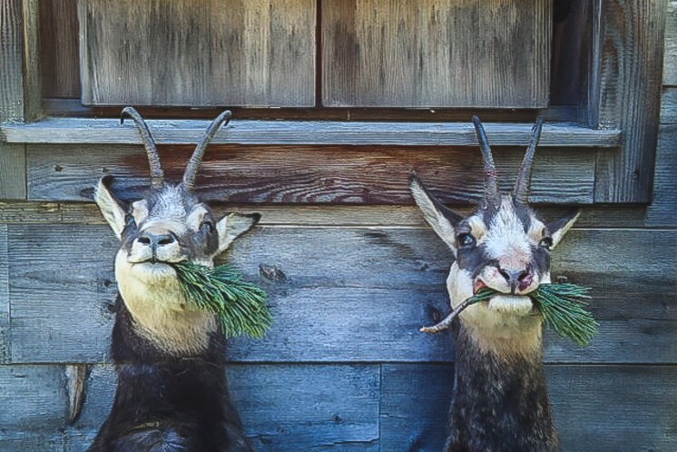 Wildbret aus den umliegenden Wäldern | © Gasthof Schnabl | Simone Graf