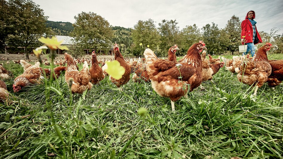 Glückliche Hühner beim Riemelmoser I Rottenmann I Gesäuse | © Thomas Sattler
 | Thomas Sattler