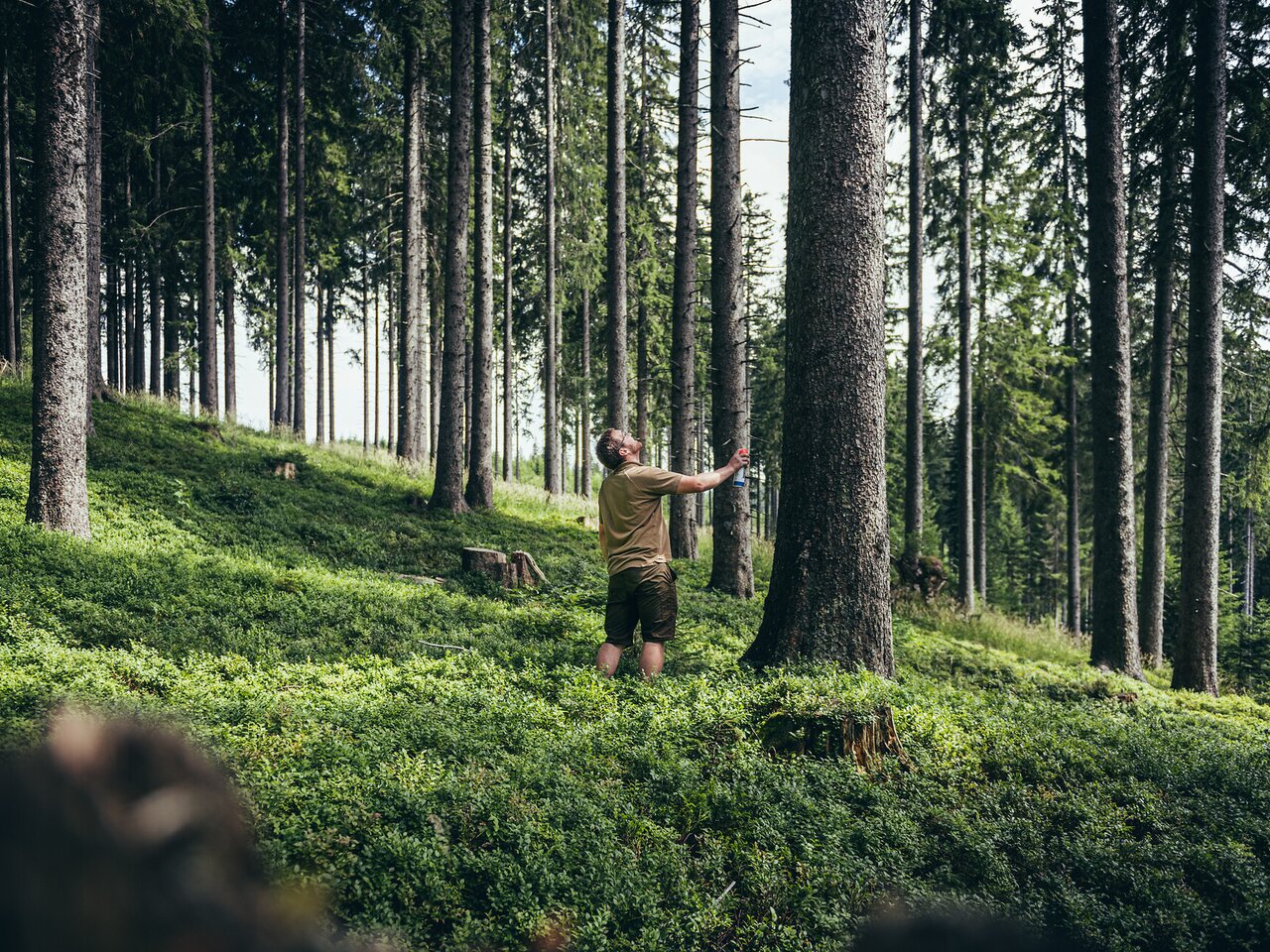 Forstverwaltung Stift Admont_c-Stefan Leitner_Gesaeuse_123 | © stefanleitner.com | Stefan Leitner