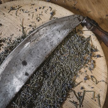 Kräuterkunde I Rinntaverne I Gesäuse | © TV Gesäuse | Stefan Leitner