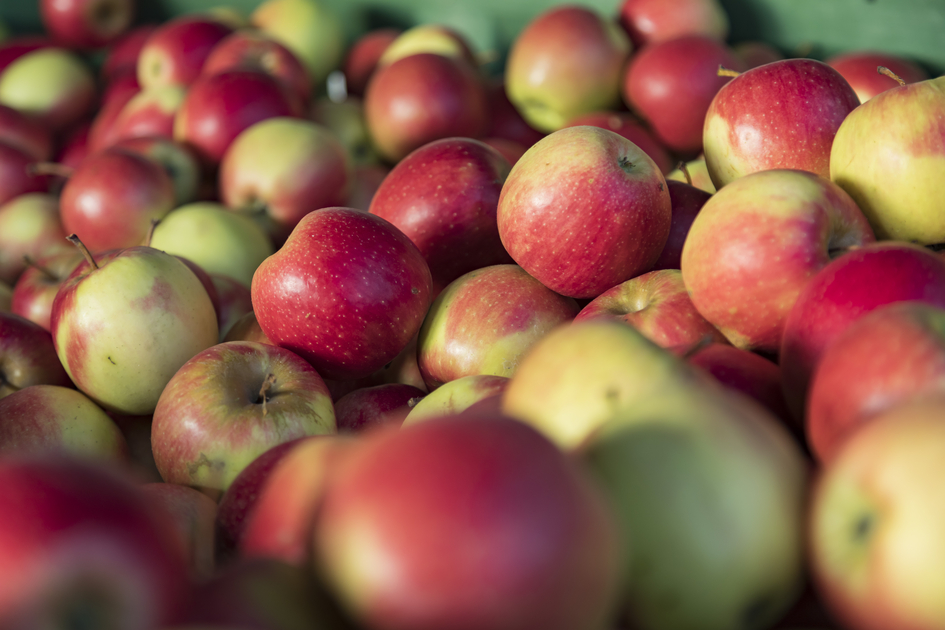Apples - the favorite fruit of the Austrians | © Thermen- & Vulkanland | Werner Krug | Werner Krug
