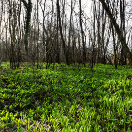 Bärlauch Frühling Murauen Steiermark