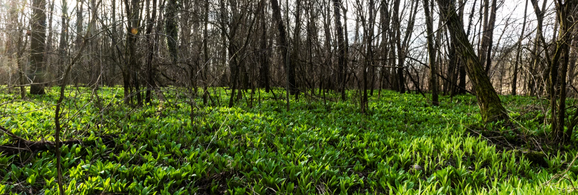 Garlicky scent of ramsons permeates the forest floor of the Mura meadows | © Thermen- & Vulkanland Steiermark | Pixelmaker