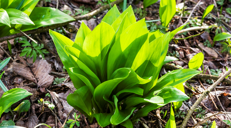 Wild garlic from the deciduous forests of the Murauen in the thermal & volcanic land  | © Thermen- & Vulkanland Steiermark | Pixelmaker
