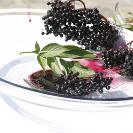 Elderberries healthy ripe peel leaves superfood culinary 