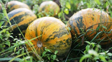Oil pumpkin - a specialty from Styria | © Thermen- & Vulkanland Steiermark | Harald Eisenberger