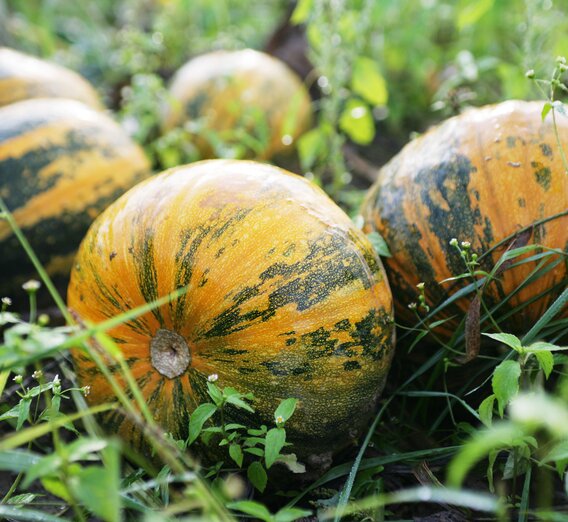 Oil pumpkins - a specialty from Styria | © Thermen- & Vulkanland Steiermark | Harald Eisenberger
