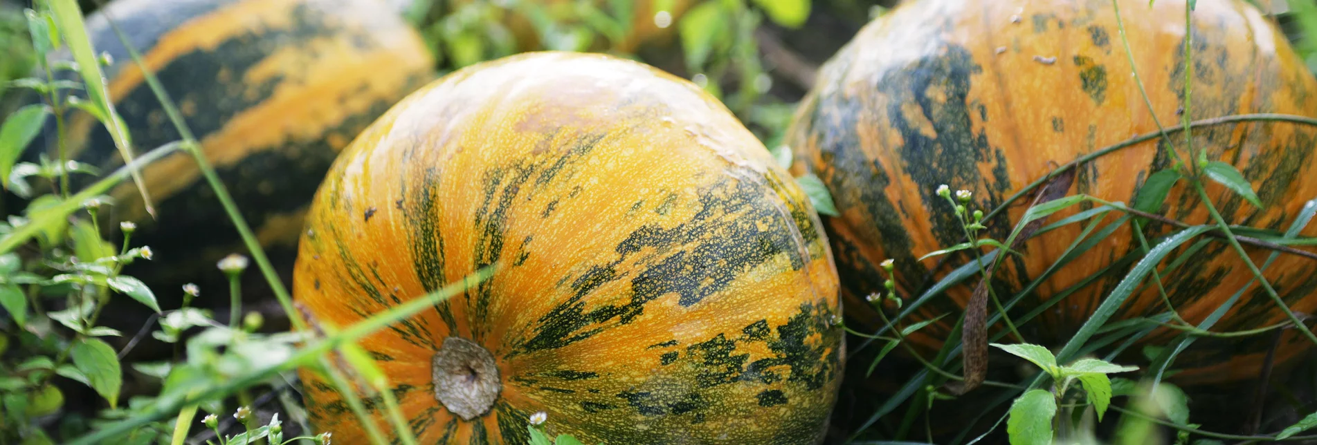Oil pumpkins - a specialty from Styria | © Thermen- & Vulkanland | Harald Eisenberger