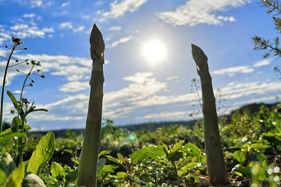 Spargel wächst der Sonne entgegen | © Steirerspargel | Hofladen Brugner Bad Blumau 
