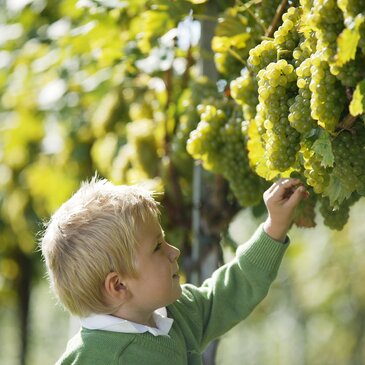 Weintrauben Reben Steiermark Qualität Bub Ernte 