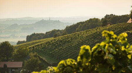 Blick über die Weingärten von Straden | © Thermen- & Vulkanland  | Werner Resch