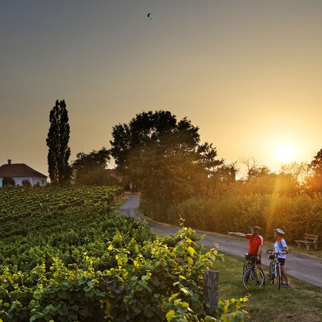 Weinland Steiermark Radtour | © Thermen- & Vulkanland | Bernhard Bergmann