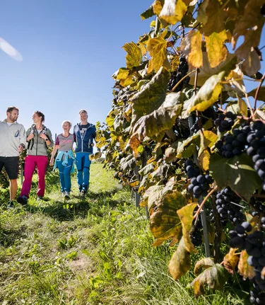Familienwanderung durch die steirischen Weinberge | © Thermen- & Vulkanland | Harald Eisenberger