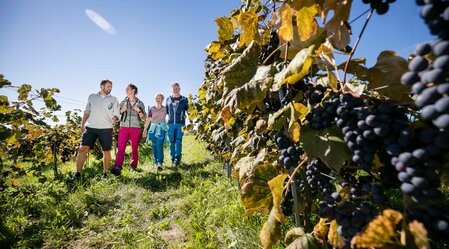 Family hike through the vineyards | © Thermen- & Vulkanland Steiermark | Harald Eisenberger