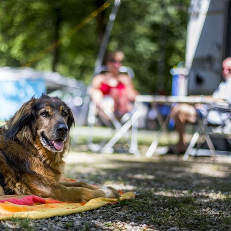 Campingurlaub mit Hund | © STG | Tom Lamm