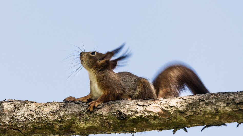 Eichhörnchen auf einem Baumast in Bad Radkersburg – Natur- und Tierbeobachtung in der grünen Umgebung der südoststeirischen Kurstadt.