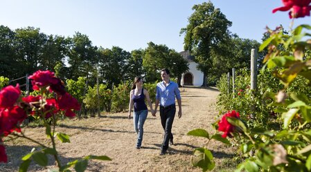 Weinwandern in Kapfenstein | © Thermen- & Vulkanland | Werner Krug