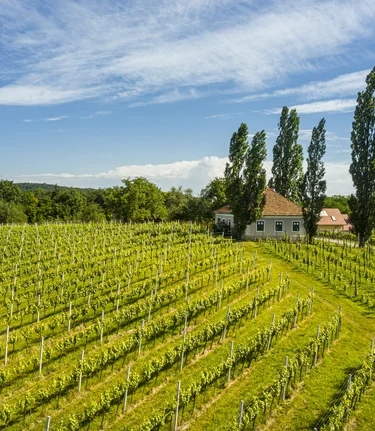 Weinwandern im Sommer | © Thermen- & Vulkanland | pixelmaker.at